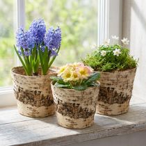 Artikel Berken plantenbak van schors met folie Ø15cm H13cm 3 stuks