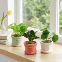 Artikel Groene kunstplanten mini planten in pot 15cm 3st