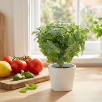 Artikel Mint kunstgroen 25cm 12 st