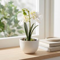 Artikel Mini orchideeën kunstmatige witte orchideeën in een pot 15cm