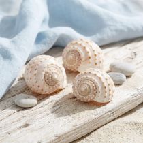 Artikel Mossel Tonna Tessalata 7 st