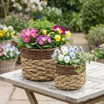 Artikel Rieten Mand Naturel Rieten Plantenschaal Naturel L30/22cm H20/17cm Set van 2