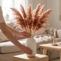 Artikel Gedroogde rietdecoratie abrikoos 75 cm 10 stuks Boho pampasgras