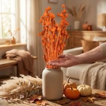 Artikel Droogbloemen droge distel aardbeidistel oranje 100g