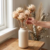 Artikel Leucospermum Plumosum Zilverboombloesem Licht 25 st