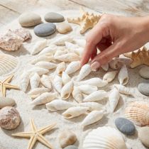 Artikel Deco slakken wit, zeeslak naturel decoratie 2-5cm 1kg