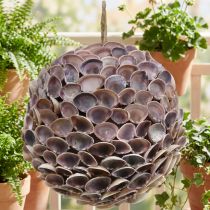Artikel Decoratieve bolschelpen schelpdecoratie voor het ophangen van maritieme decoratie Ø18cm