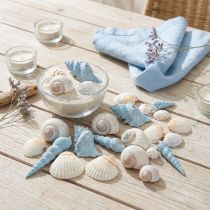 Artikel Schelpdecoratie slakkenhuisjes blauw naturel 3–5 cm 150 g
