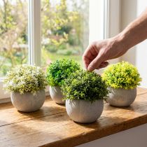 Artikel Kunstplanten Kunstbuxus 12,5cm×Ø12cm 4st
