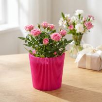 Artikel Geplooide manchetten Cerise 14,5cm 100 stuks