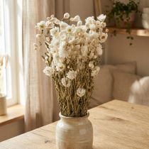 Artikel Kamille Gedroogde Bloemen Decoratie Bloemen Wit Bos 65cm 50g