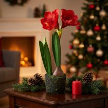 Artikel Amaryllis in kunstmosbollen - felrode bloemen, 49 cm - elegante en natuurlijke kamerdecoratie