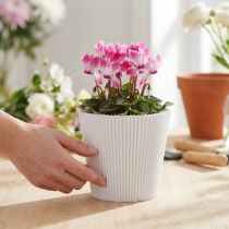 Artikel Geplooide manchetten wit 10,5cm 100 stuks