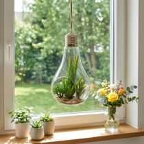 Artikel Cactussen in glas om 21cm op te hangen