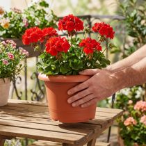 Artikel Plantenpot “Oliver” terracotta Ø25cm