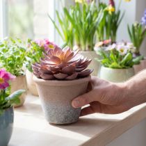Artikel Vetplant in pot Echeveria kunst rood vintage Ø15cm H16cm