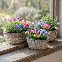 Artikel Natuurlijke plantenmand, mand met handvatten, plantenbak shabby chic white wash L31/27.5/24cm H12/11.5/10cm set van 3