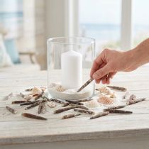 Artikel Decoratieve schelpen Egelstekels, zee-egelstekels, maritieme decoratie L3–8cm 450g