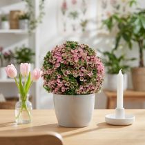 Artikel Decoratieve bol roze groene bolplant Ø15cm 1 stuk