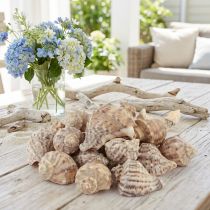 Artikel Slakkenhuisdecoratie zeeslakken bruin crème 4-6cm 300g