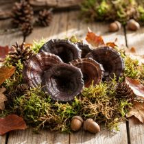 Artikel Kalix Paddenstoel Naturel Gelakte Droge Paddenstoelen Decoratie Groot 50 st