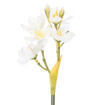 Artikel Narcissentakken voor seizoensgebonden bruiloftsarrangementen, prachtig, 33 cm, 6 stuks