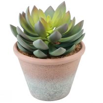 Artikel Vetplant in pot Echeveria kunstgroen vintage Ø15cm H16cm