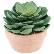 Artikel Vetplant in pot Echeveria kunstgroen Ø15cm