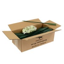 Artikel Arrangementbuizen 30cm x 1,5cm 100 stuks