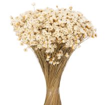 Artikel Boeket gedroogde bloemen, delicate bloesems voor natuurlijke huisdecoratie, 44 cm