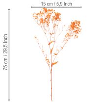 Artikel Boeket gedroogde gipskruidbloemen (Gypsophila) 75 cm 100 g