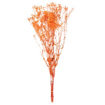 Artikel Boeket gedroogde gipskruidbloemen (Gypsophila) 75 cm 100 g