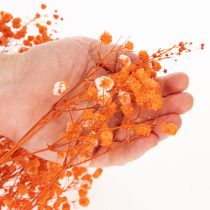 Artikel Boeket gedroogde gipskruidbloemen (Gypsophila) 75 cm 100 g