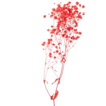 Artikel Gedroogde gipskruid (Gypsophila) bosje 75 cm 100 g
