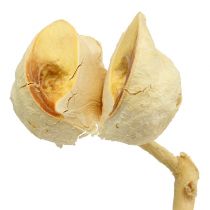 Artikel Hakea medium 5-9 kroppen per tak gebleekt 25 st