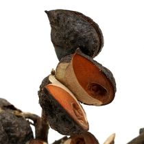 Artikel Hakea medium naturel 5-9 kroppen per tak 20 st