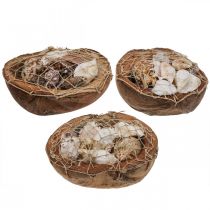 Halve kokosnoot deco schelpen slakkenhuis deco 18–19cm 3st