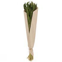 Artikel Konijnenstaartgras (Lagurus) Gedroogd Decoratief Groen 50-60cm 50g Gedroogde Bloemen