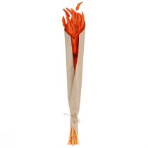 Artikel Oranje hazenstaartgras gedroogde bloemendecoratie 50-60cm 50g - Fluweelzachte Lagurus voor tafeldecoratie en knutselen