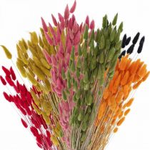 Artikel Hazenstaartgras Lagurus Gedroogd Gekleurd 60cm 50g