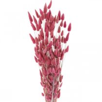 Artikel Konijnenstaart Gras Lagurus Gedroogd Oud Roze 60cm 50g