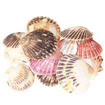 Artikel Lege kokkels in natuurlijke schelpdecoratie 3cm–5cm 300g
