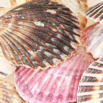 Artikel Lege kokkels in natuurlijke schelpdecoratie 3cm–5cm 300g