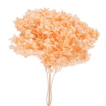 Artikel Boeket gedroogde hortensia's voor elegante bloemversiering in huis, 65 cm