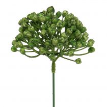 Artikel Hortensia knopsteker 22cm groen 12 st