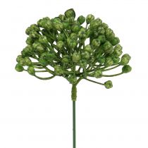 Artikel Hortensia knoppluk 22cm groen 12st