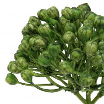 Artikel Hortensia knoppluk 22cm groen 12st