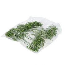 Artikel Hortensia knopsteker 22cm groen 12 st