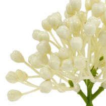 Artikel Hortensia knopstoker 22cm crème 12st