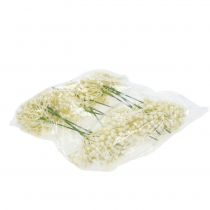 Artikel Hortensia knopstoker 22cm crème 12st